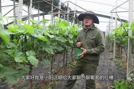 葡萄花序拉长是怎么操作的？都有哪些品种适合？小阳详细讲解