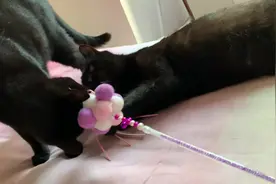 小猫半夜跑酷，丧心病狂的铲屎官决定要熬猫视频封面