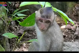 小猴子被妈妈疯狂暴打，打的头破血流，看着揪心！视频封面