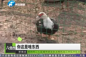 郑州：私自养家禽  执法局严查视频封面