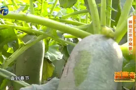 真正的沙窝萝卜上市了吗？上市价格到底多少算正常？视频封面