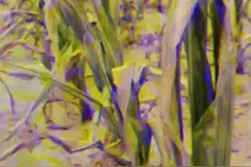 土地干旱到底有多可怕？图片