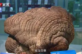 一两陈皮一两金，有180多年历史的陈皮有多贵重，药效又如何？视频封面