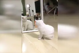 「萌宠一分钟」男生女生照镜子有什么不同？视频封面