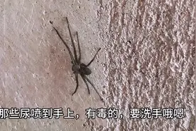 小朋友在墙上发现大蜘蛛，还讲它的尿有毒