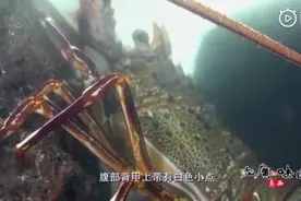 爆香蒜蓉葱花，铺在龙虾上，大火蒸10分钟。鲜味十足的龙虾出锅了视频封面