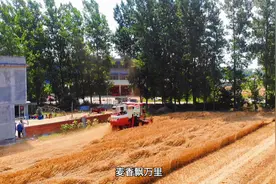 麦香飘万里图片