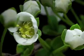 破土而出的小草，绽放的花朵——延迟摄影中的大自然视频封面