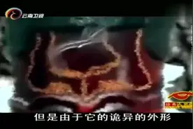 显微镜下的埃博拉病毒外形古怪鬼异，让人不寒而栗视频封面