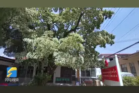 美翻了！济南南部山区千年流苏花开正盛，“茂”如白雪花香四溢视频封面