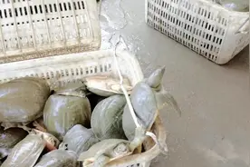 小李哥家门口的甲鱼基地今天开始清塘放水抓甲鱼，这甲鱼也太多了