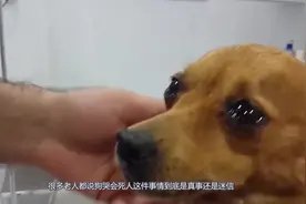 老人常说“狗哭会死人”到底是事实还是迷信？专家告诉你真相
