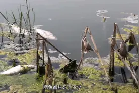 山东济宁：温度35度提前进入三伏天，河里的鱼都热死了