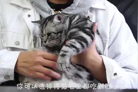 换季时猫咪总掉毛怎么办？2个小妙招就可以解决，来看看吧！视频封面
