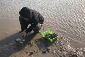 二哥带一个“大眼的筛筐”来赶海，抓蛤蜊的速度就是快多了都很大视频封面