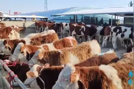 进口牛肉对国内牛肉有多大的冲击？一旦失控养牛业会受到破坏么？视频封面