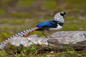 2只白腹锦鸡、25只野生石蹦非法猎捕案视频封面