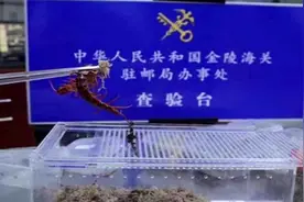 查获12条活蜈蚣 通体发红毒液可致人休克视频封面