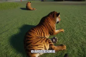 动物园之星07：东北虎VS孟加拉虎园内起争执！吸引了大量游客视频封面