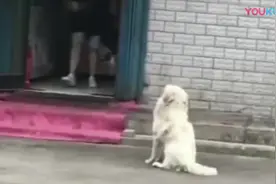 流浪狗饿坏了跑到门口讨吃的，对老板作揖行礼，如此礼貌让人感动视频封面