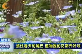 抓住春天的尾巴！新都植物园的花开好了，先从这片蓝色花海观赏吧视频封面