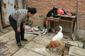 老李家的猫没了剩下不少猫粮，宝子妈拿来喂金毛她家的白狗还不吃视频封面