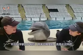 趣闻：海豚为什么喜欢亲近人类？原来在海豚的眼里，我们长这样视频封面