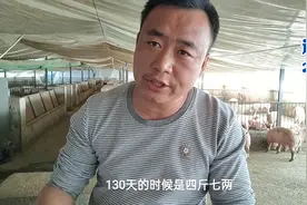 农夫分享从小猪到大猪每天的料表，一天能吃多少斤料，分享给大家视频封面