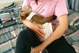 猴宝宝躺在妈妈怀里睡觉，妈妈的举动好有爱，猴宝宝太幸福了！