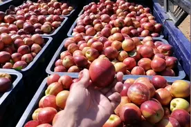 小飞家乡果农半夜去摘桃，卖桃排队一公里，几毛钱一斤还卖不掉视频封面