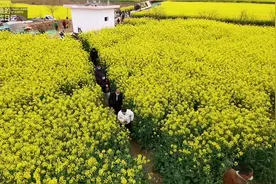 西安周边1小时，这片万亩油菜花海开了，一片金黄景色太美了视频封面