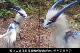 老人深山发现“怪物”，长相酷似远古神兽，专家看了直发抖！视频封面