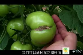 番茄也有畸形？长见识了！