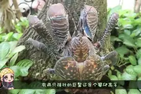 800块一斤的椰子蟹，钳子威力这么大，怪不得能吃椰子视频封面