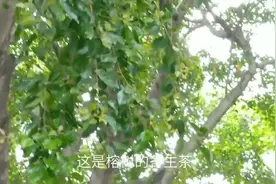 百灵姐发现了这棵树上有宝贝。你们知道它的药用价值吗？视频封面
