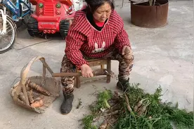 老妈从菜地拔胡萝卜回来，坏了的就给兔子吃，一点都不浪费，真好