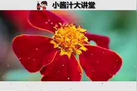2020年属羊人害太岁，这4种旺运吉祥色，有助转运化煞视频封面