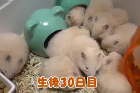 10分钟看完仓鼠的交配→怀孕→出生→满月视频封面
