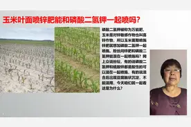 玉米叶面喷锌肥能和磷酸二氢钾一起喷吗？「农艺师讲农业」视频封面