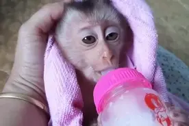 居然有人把小猕猴当宠物，完全和小孩子一样