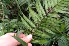 毛蕨，农村丛林中常见的野草，根部可以打成粉做粑粑，枝叶有妙用