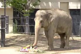 大象用鼻子吃东西，鼻子长，任性