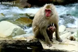 坏猴子一掌把小猴子被推到水里，小猴拼命挣扎，幸好妈妈赶来及时