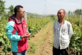 专家告诉你：宝石葡萄如何拉穗及肥水与病虫害管理技术