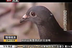 在窗户上绑上红布条，就能吓跑鸽子？这招究竟好不好使？视频封面