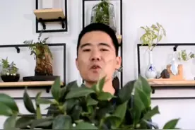 五色赤丹，茶花经典品种，一花多色，冬天就该养一盆视频封面