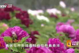 又到牡丹花开时：绿艳闲且静，红衣浅复深视频封面