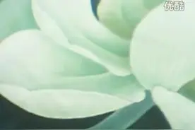 李晓明工笔白荷花-004-_标清视频封面