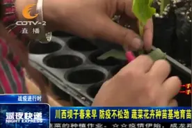 还有这种操作？苦瓜苗嫁接到丝瓜苗上！看似不靠谱实则很关键！视频封面