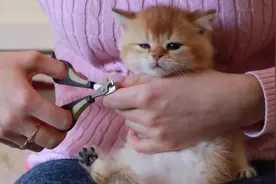 猫咪们第一次剪指甲乖的可爱，不要认为是一只猫，长得像而已